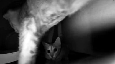 Late Night Pussy Surveillance (Caught on Camera)