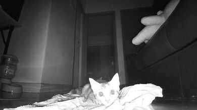 Late Night Pussy Surveillance (Caught on Camera)