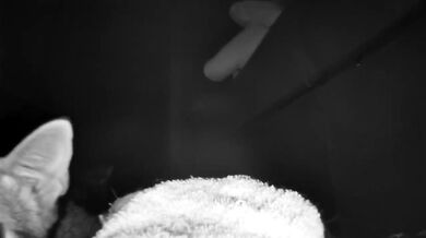 Late Night Pussy Surveillance (Caught on Camera)