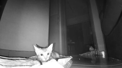 Late Night Pussy Surveillance (Caught on Camera)