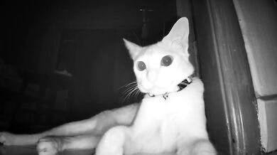 Late Night Pussy Surveillance (Caught on Camera)