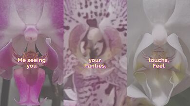 Scent