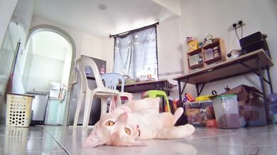 Naked Ginger Pussy Shows Everything on Camera