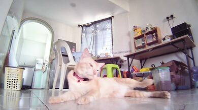Naked Ginger Pussy Shows Everything on Camera