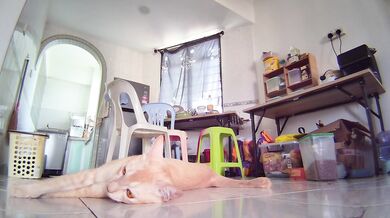 Naked Ginger Pussy Shows Everything on Camera
