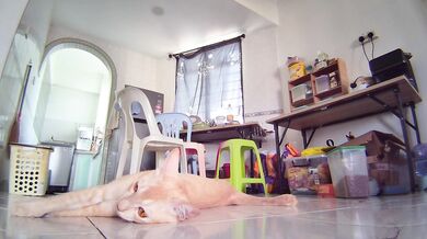 Naked Ginger Pussy Shows Everything on Camera