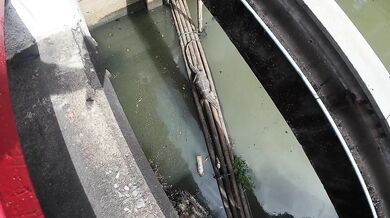 I found a Monitor Lizard in Bangkok! Thailand
