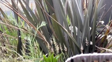 18yo emo goth Latina cheats on GF raw cum dump