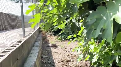Leg shaking orgasm with water jet lesbian pleasure public caught