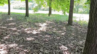 Cuckold husband films wife getting fucked in public park raw humiliation