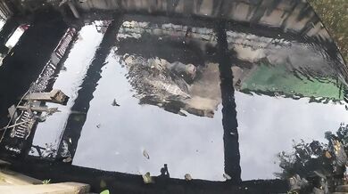 Bangkok Cat. Thailand
