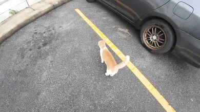 Bangkok Cat. Thailand