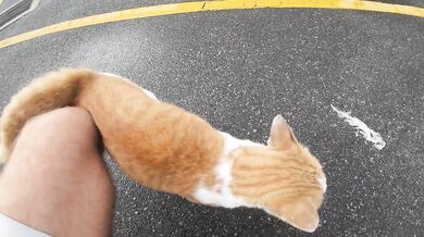 Bangkok Cat. Thailand