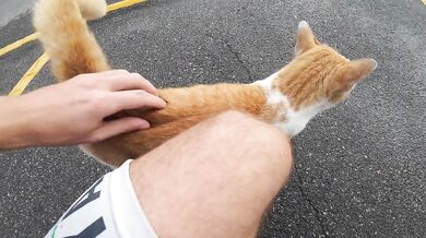 Bangkok Cat. Thailand