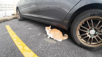 Bangkok Cat. Thailand