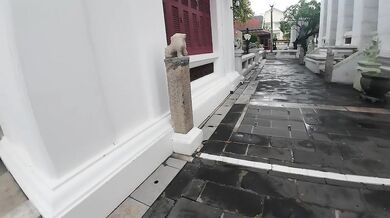 Bangkok Cat. Thailand
