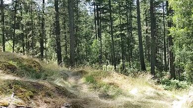 Blue haired milf gushes deep in the forest while whacking it on the tree