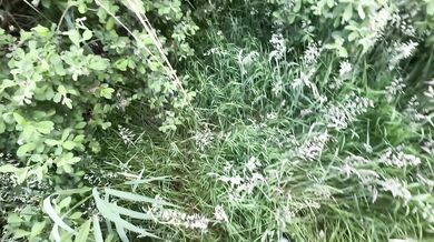 Stranger fucked raw in the woods her cum dripping down her thighs