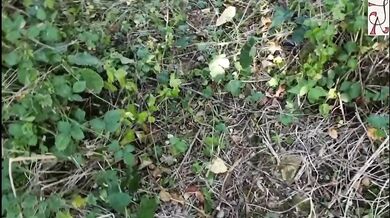 Naughty neighbor risks public blowjob in the park tearing her no panties