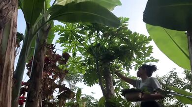 Pick papaya leaves in the garden hot sex hd solo female cum
