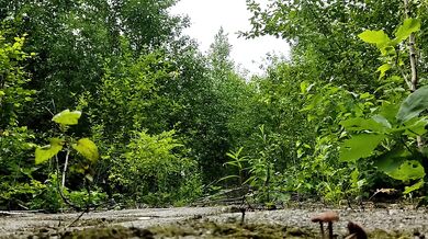 Shy wife strips naked for nature walks ending in doggystyle