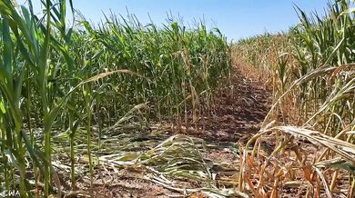 Exploring the cornfield all cum no porn brutal farmer tease
