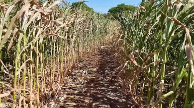 Exploring the cornfield all cum no porn brutal farmer tease