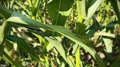 Exploring the cornfield all cum no porn brutal farmer tease