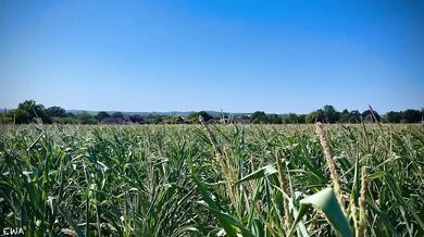 Exploring the cornfield all cum no porn brutal farmer tease