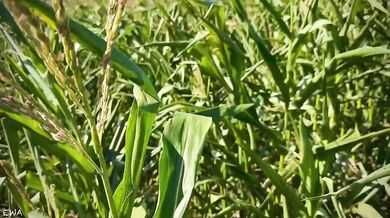 Exploring the cornfield all cum no porn brutal farmer tease