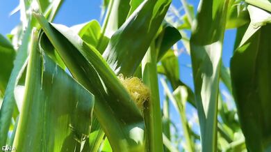 Exploring the cornfield all cum no porn brutal farmer tease