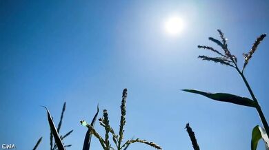 Exploring the cornfield all cum no porn brutal farmer tease