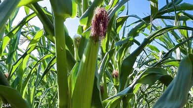 Exploring the cornfield all cum no porn brutal farmer tease