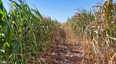 Exploring the cornfield all cum no porn brutal farmer tease