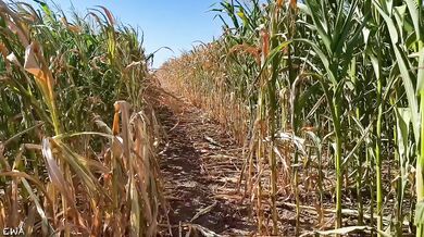 Exploring the cornfield all cum no porn brutal farmer tease