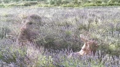MILF redhead solo girl fucks herself in lavender field public orgasm exhibitionist heaven in South of France