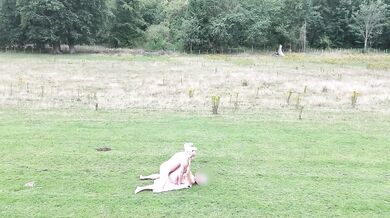 Wife spread wide in public missionary mess