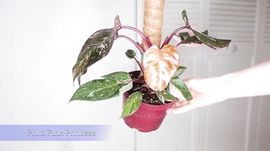 July Plants raw NSFW HD