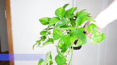 July Plants raw NSFW HD
