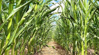 Farmer Girl Choked In Cornfield ASMR Slop