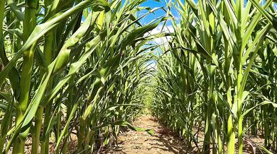 Farmer Girl Choked In Cornfield ASMR Slop