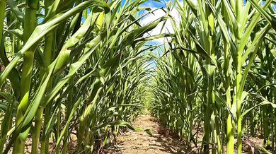 Farmer Girl Choked In Cornfield ASMR Slop