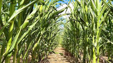 Farmer Girl Choked In Cornfield ASMR Slop