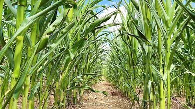 Farmer Girl Choked In Cornfield ASMR Slop