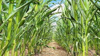 Farmer Girl Choked In Cornfield ASMR Slop