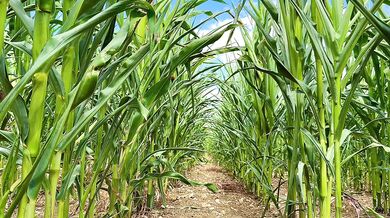 Farmer Girl Choked In Cornfield ASMR Slop