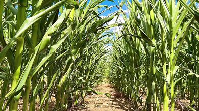 Farmer Girl Choked In Cornfield ASMR Slop