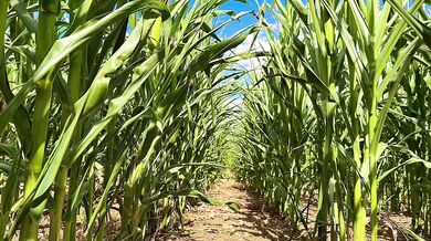 Farmer Girl Choked In Cornfield ASMR Slop