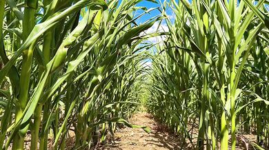 Farmer Girl Choked In Cornfield ASMR Slop