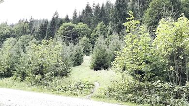 Wild blackberries made me cum on her outdoor footjob big dick HD